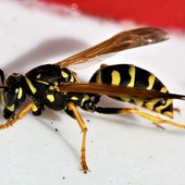 Zapach śmierci? Jaki ma związek z osami?