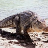 Meksyk: Co najmniej 200 krokodyli pojawiło się na ulicach miast na północy kraju