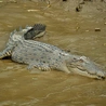 Krokodyl