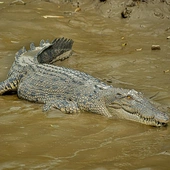 Krokodyl