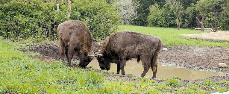 Zwierzęta mają tu do dyspozycji 8 hektarów lasów i łąk.