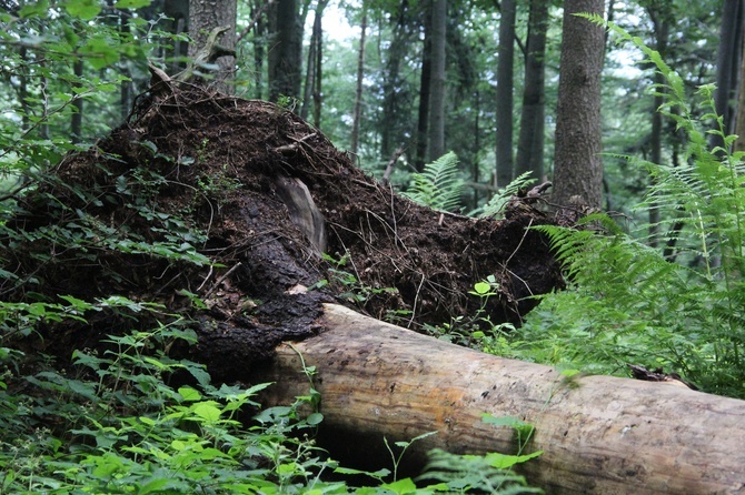 Kamionna. Góra, wieża, rezerwat i wieś