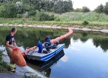 Śląskie. Prawie 10 ton śniętych ryb w jeziorze Dzierżno Duże