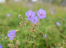Nowy kościół w Gołkowicach