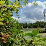 Stradomia Dolna. Odpoczynek w arboretum leśnym