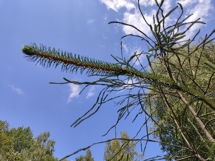 Stradomia Dolna. Odpoczynek w arboretum leśnym