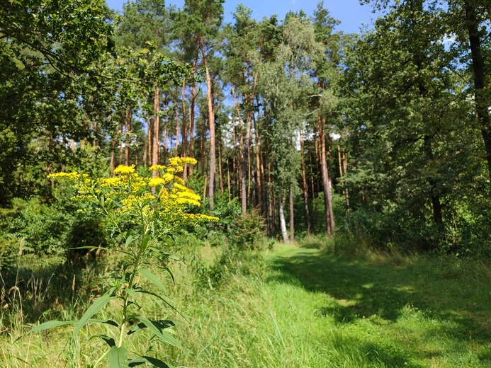 Stradomia Dolna. Odpoczynek w arboretum leśnym