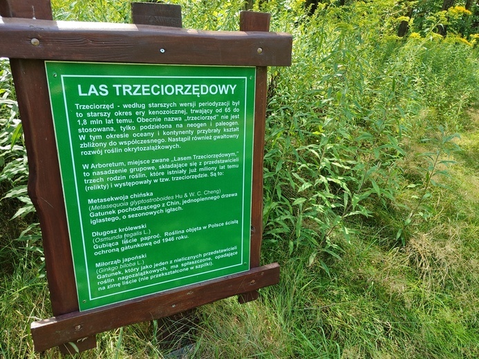 Stradomia Dolna. Odpoczynek w arboretum leśnym