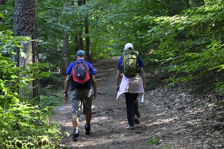 Rowokół Camino