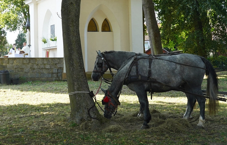 XVI Archidiecezjalna Pielgrzymka Sympatyków i Miłośników Koni