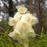Korzeniówka