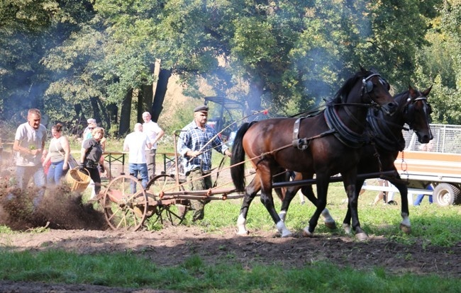 Festiwal Ziemniaka