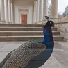 	Na zwiedzanie zaprasza także Muzeum Łazienki Królewskie.