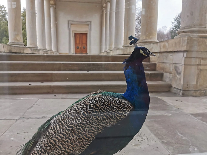 	Na zwiedzanie zaprasza także Muzeum Łazienki Królewskie.