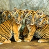 W zoo urodziły się 4 tygrysy sumatrzańskie