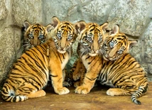 W zoo urodziły się 4 tygrysy sumatrzańskie
