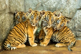 W zoo urodziły się 4 tygrysy sumatrzańskie