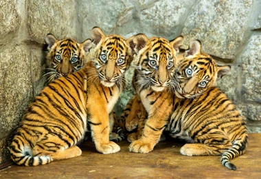 W zoo urodziły się 4 tygrysy sumatrzańskie
