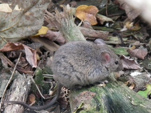 Mysz