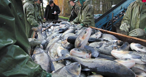 Gdzie pływa karp, zanim trafi na wigilijny stół?