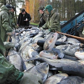 Gdzie pływa karp, zanim trafi na wigilijny stół?