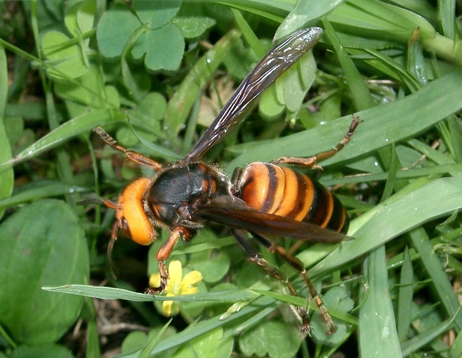 Szerszeń z Azji