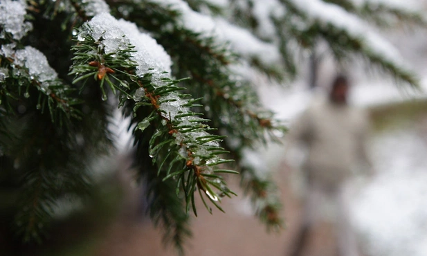 Najstarsza „choinka” świata jest w Steyr-Christkindl