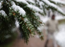 Najstarsza „choinka” świata jest w Steyr-Christkindl