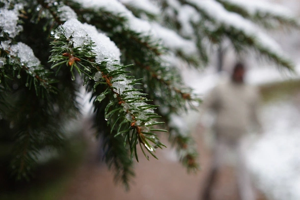 Najstarsza „choinka” świata jest w Steyr-Christkindl