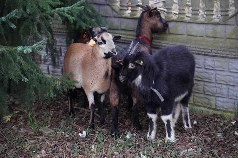Wrocław-Pracze Odrzańskie. Św. Mikołaj w parafii pw. św. Anny