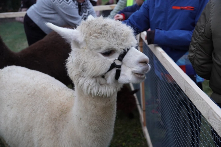 Wrocław-Pracze Odrzańskie. Św. Mikołaj w parafii pw. św. Anny