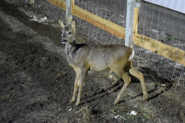Żywa szopka w Sandomierzu