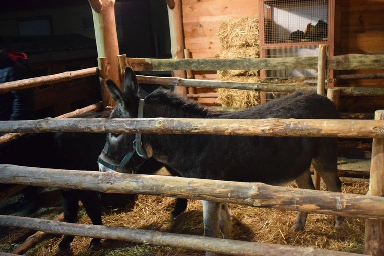 Żywa szopka w Sandomierzu