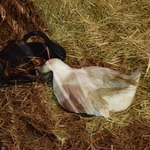 Żywa szopka w Sandomierzu