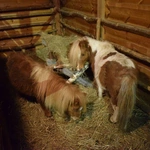 Żywa szopka w Sandomierzu