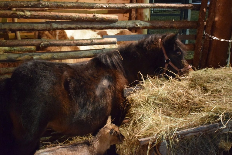Żywa szopka w Sandomierzu