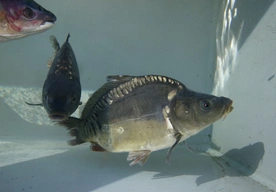 Wigilię można przygotować tak, by była jednocześnie smaczna i zdrowa