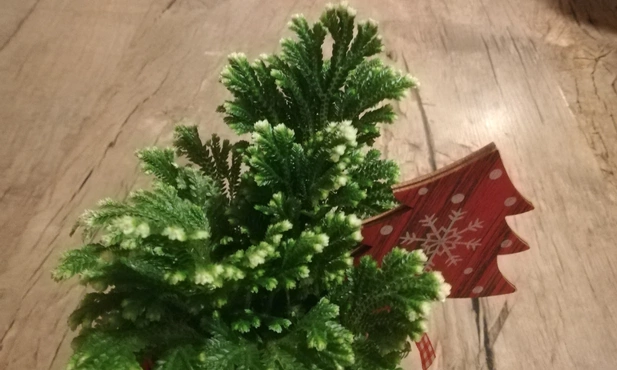 Domowe kotów spotkania z przyrodą
