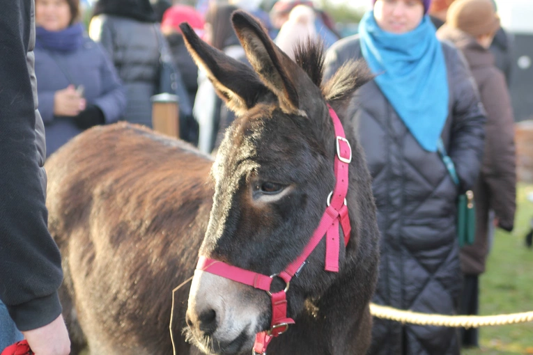 Orszak Trzech Króli 2025 - Sochaczew