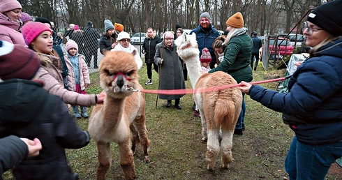 Żywa szopka z alpakami zrobiła furorę wśród uczestników.