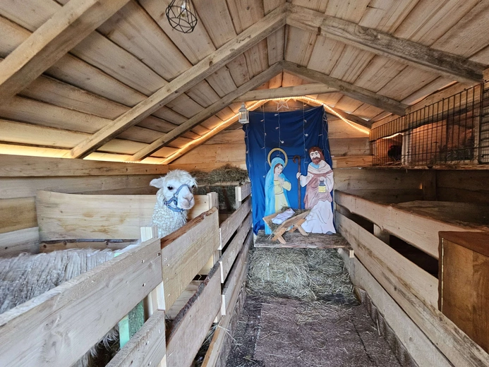 Żywa szopka w Niedźwiedzy