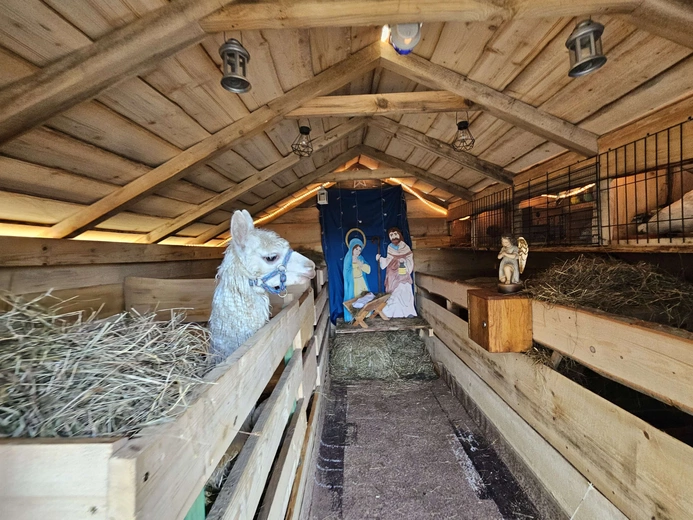 Żywa szopka w Niedźwiedzy