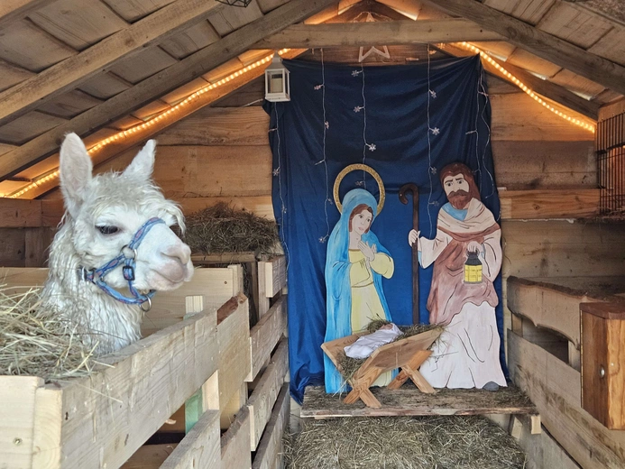 Żywa szopka w Niedźwiedzy