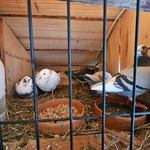 Żywa szopka w Niedźwiedzy
