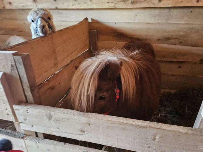 Żywa szopka w Niedźwiedzy