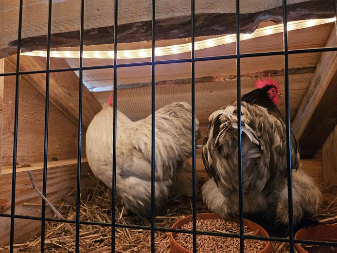 Żywa szopka w Niedźwiedzy