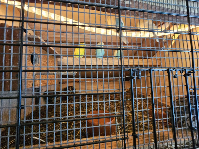 Żywa szopka w Niedźwiedzy