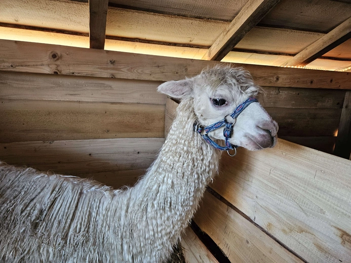 Żywa szopka w Niedźwiedzy