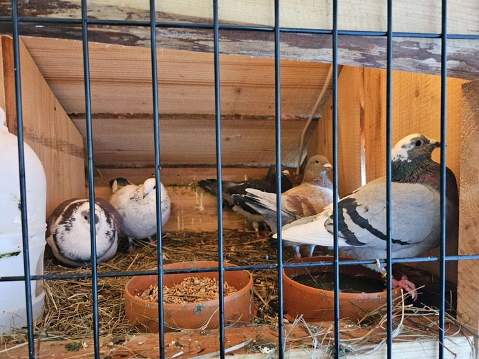 Żywa szopka w Niedźwiedzy