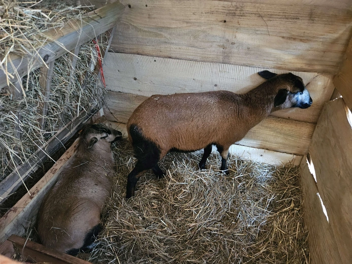 Żywa szopka w Niedźwiedzy